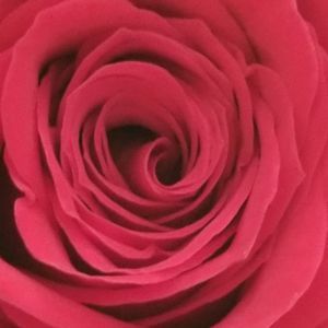 Meet your Posher, Debbie j